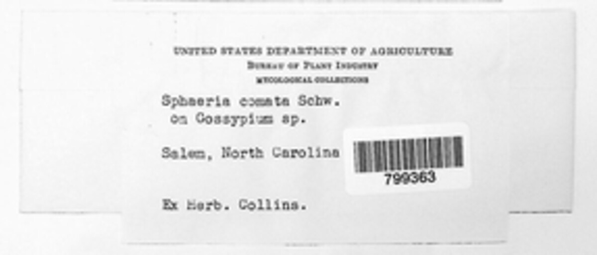 Chaetomium elatum image